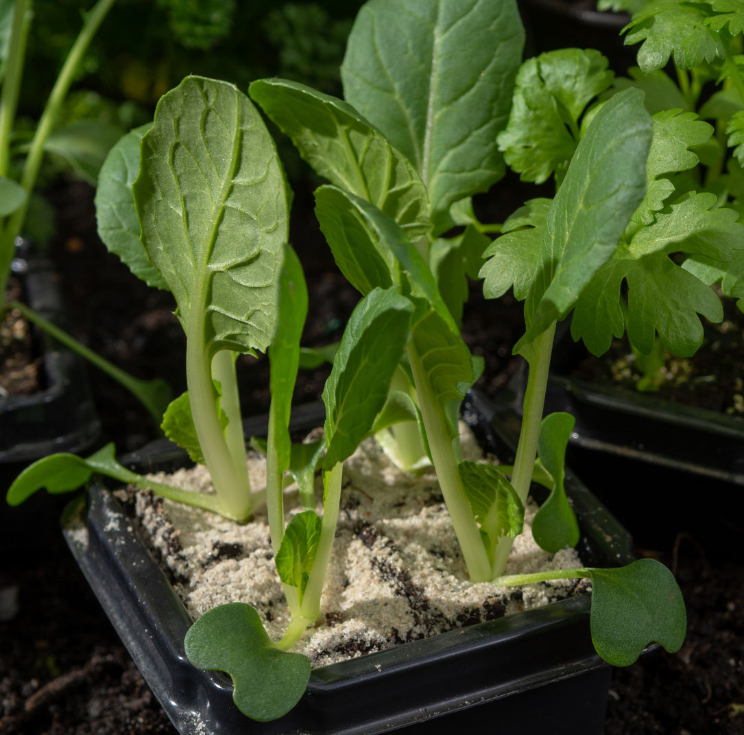 Quick Growing Pak Choi