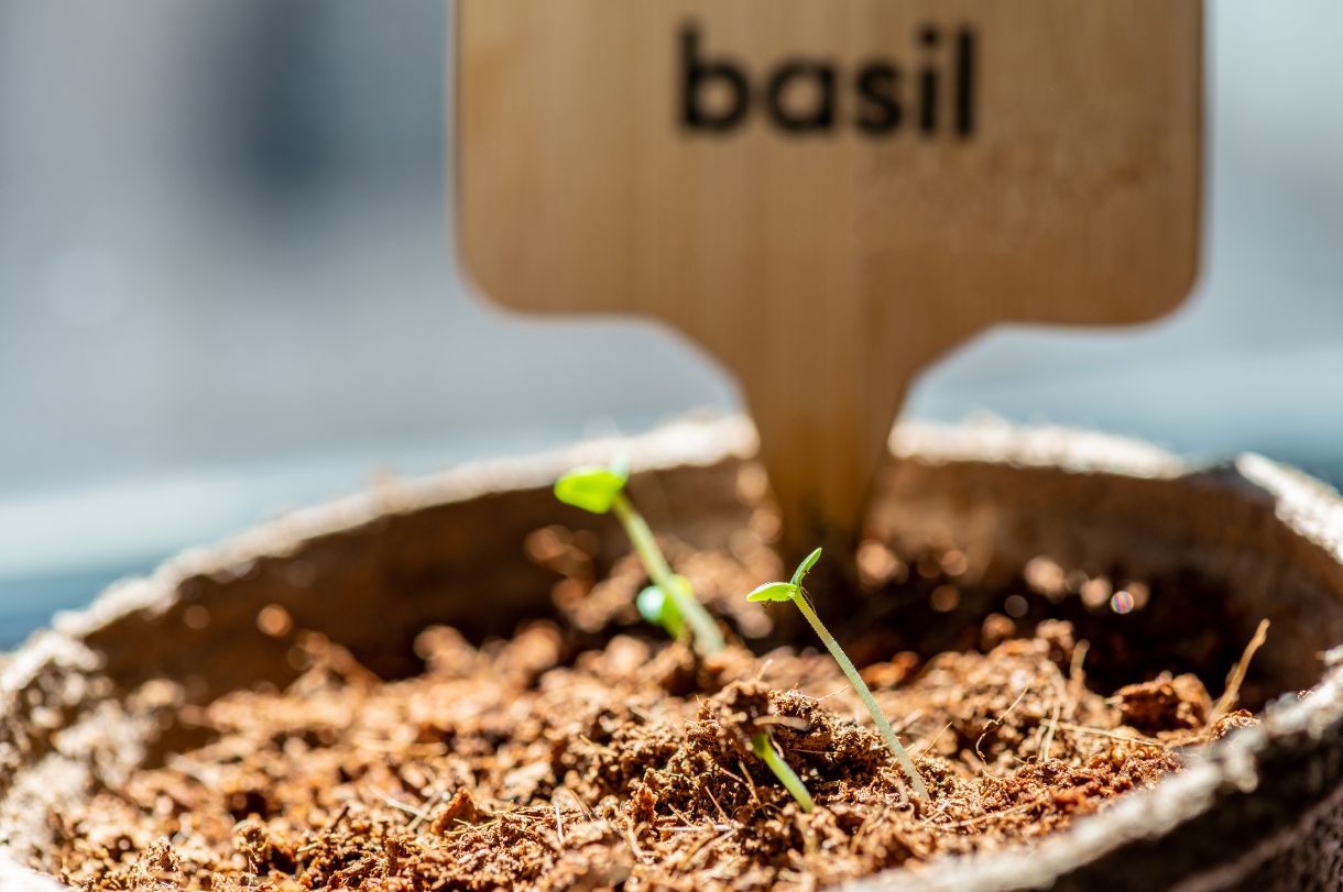 Basil Seed Pod