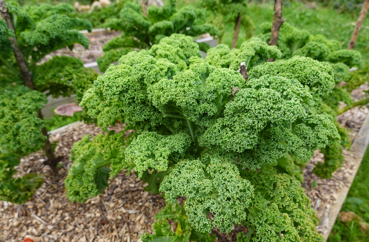 Mature kale plant . Pick leaves from the bottom as needed.