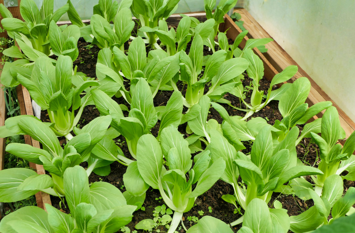 Quick Growing Pak Choi