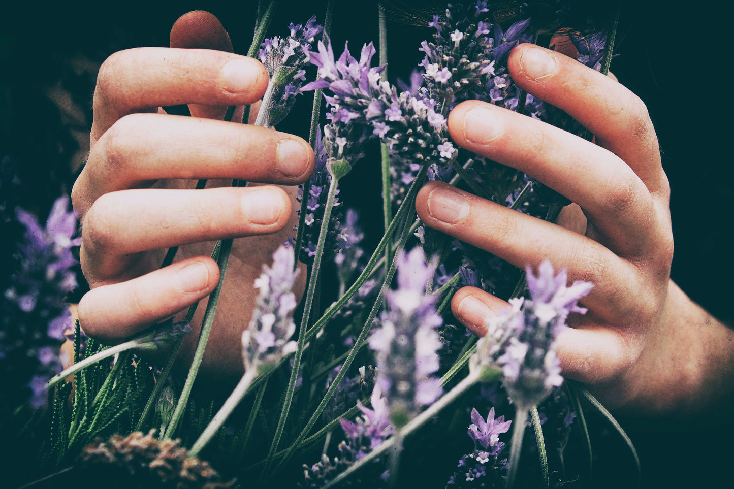 Lavender Seed Pods