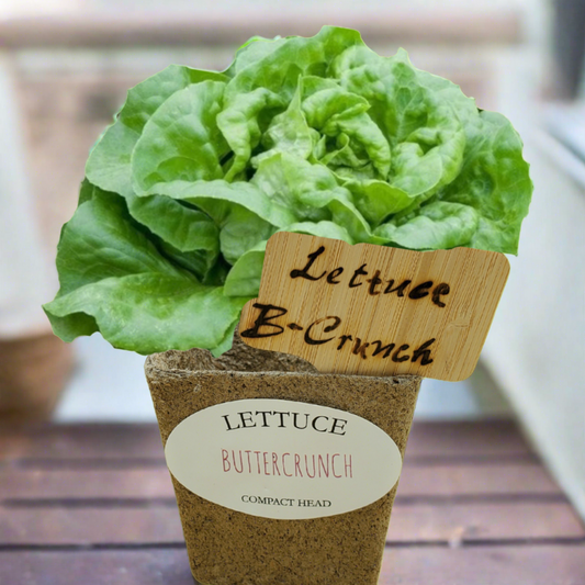 Quick Growing Lettuce- Buttercrunch
