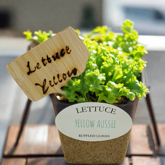 Quick Growing Lettuce- Australian Yellow