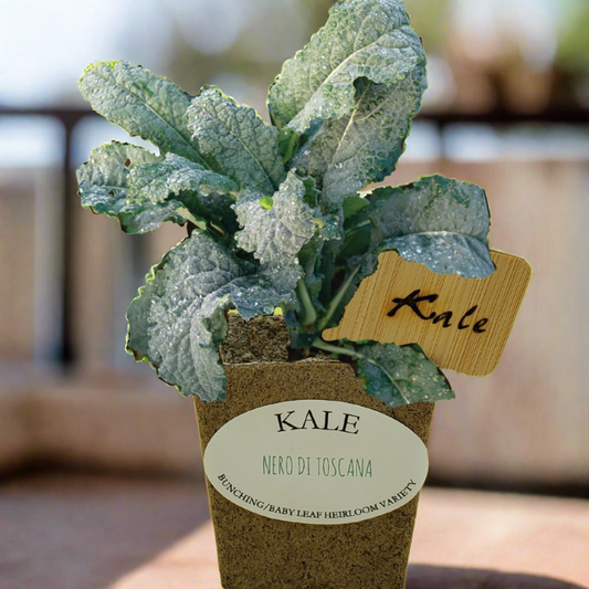 Quick Growing Kale