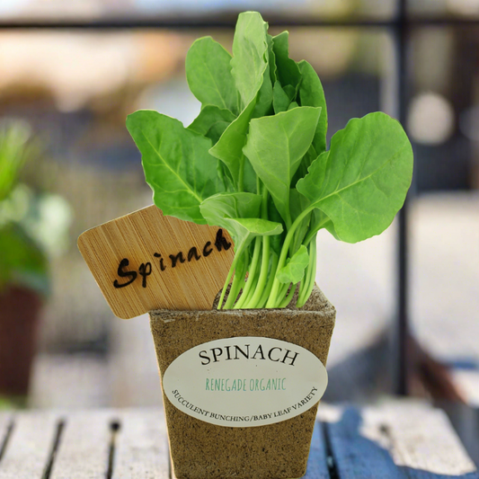 Quick Growing Spinach