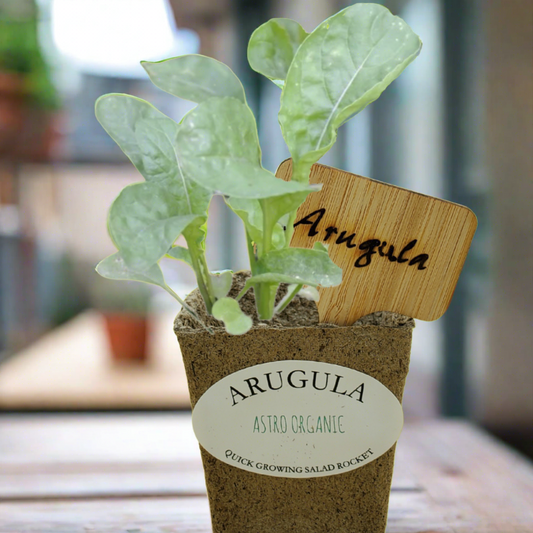 Quick Growing Arugula