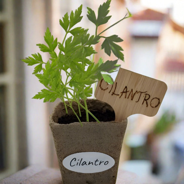 Cilantro Seed Pods