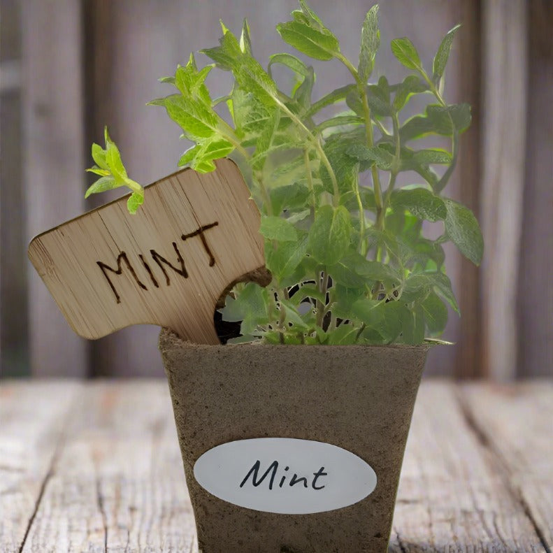 Mint Seed Pods