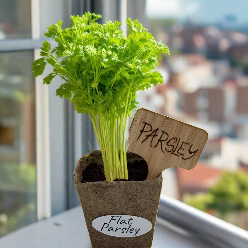 Parsley Seed Pods