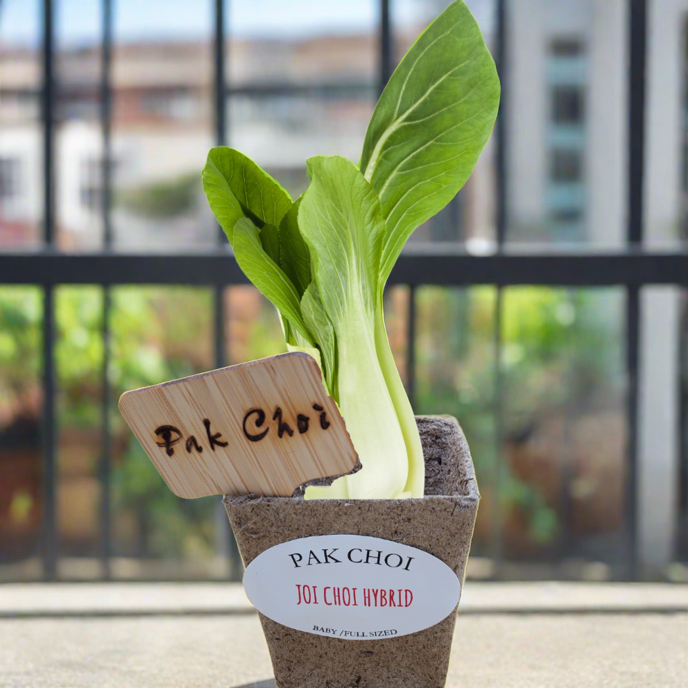 Quick Growing Pak Choi