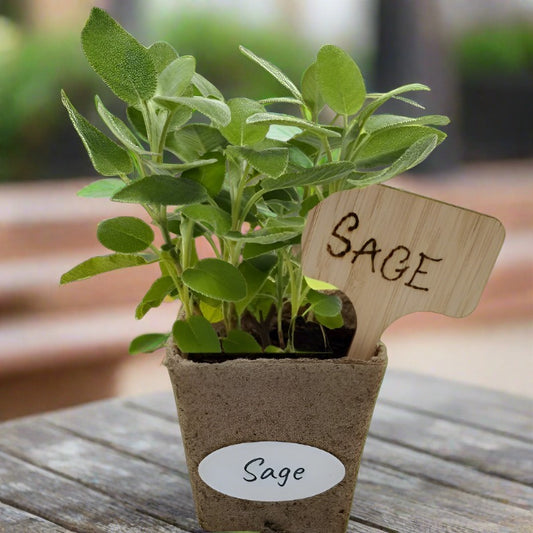 Sage Seed Pods
