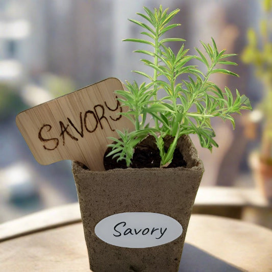 Savory Seed Pods