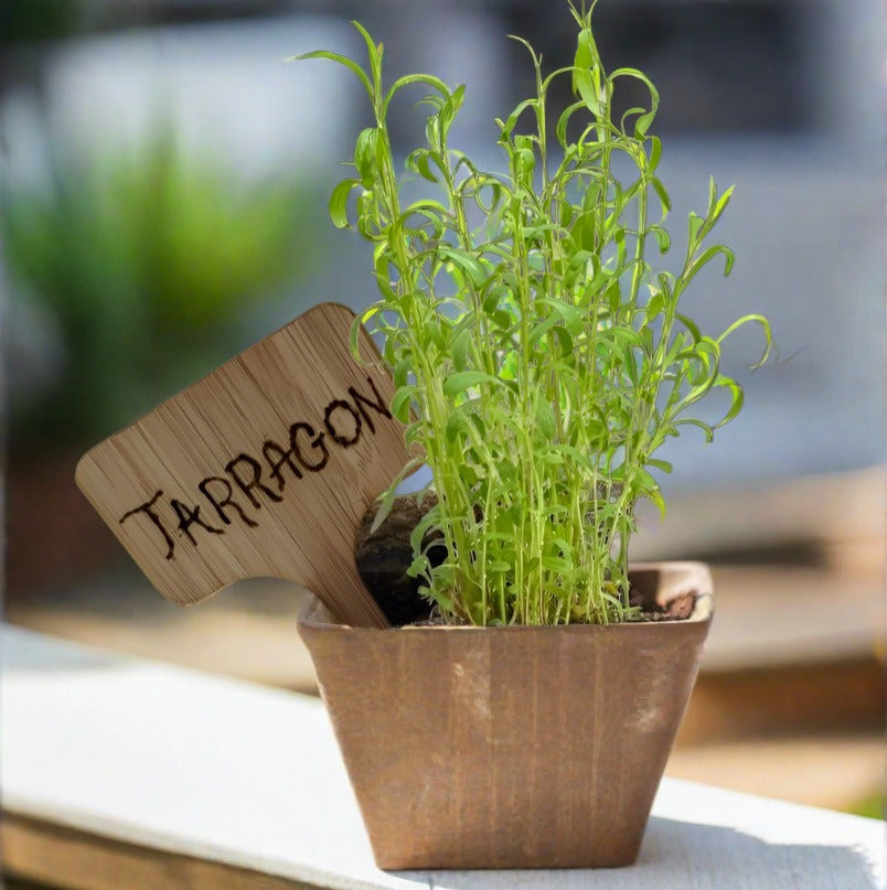 Tarragon Seed Pods